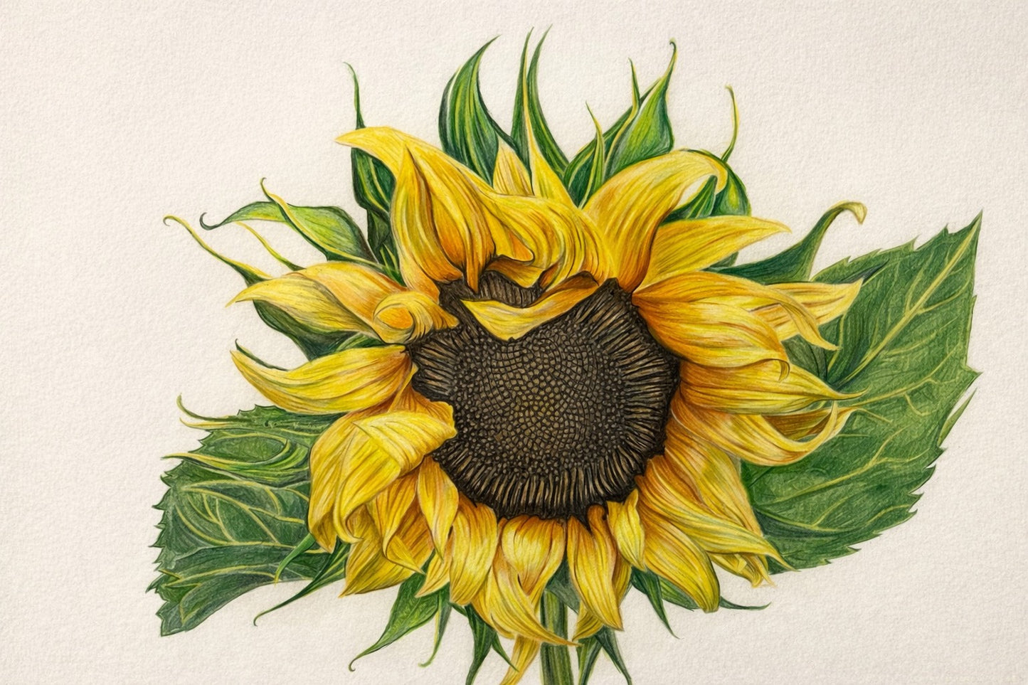 Sunlit Stillness - Color Pencil Drawing 16 x 20