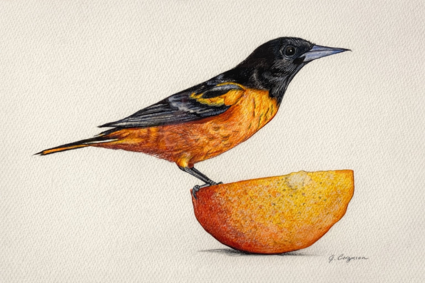 Perched In Orange - Color Pencil 20 x 18"
