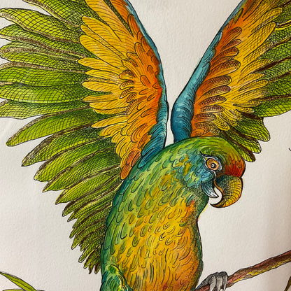 “Wings of Arrival” – Watercolor & Ink Parrot in Ornate Frame