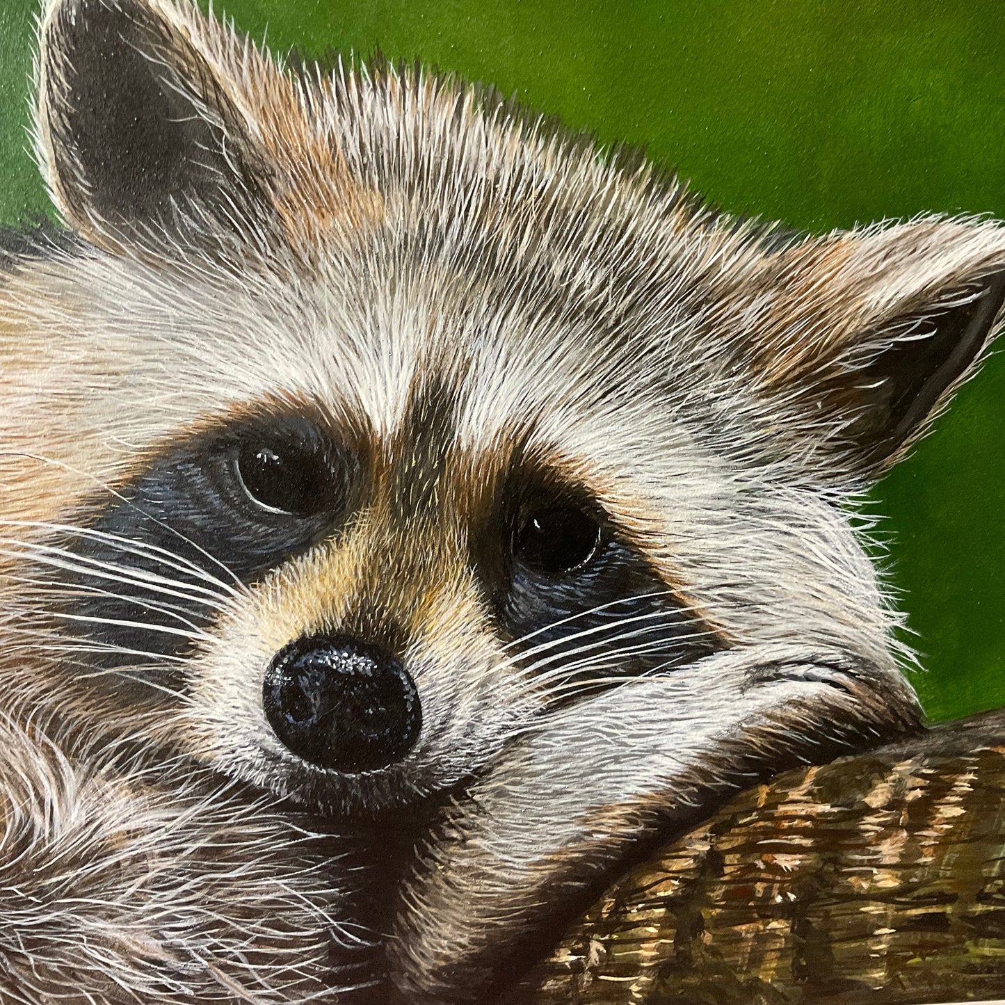 Outlaw Takes a Break – Raccoon Acrylic Painting on 12x16 Board
