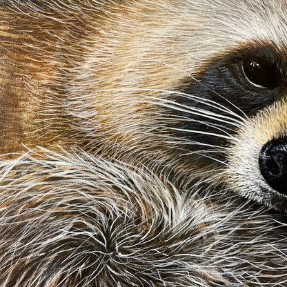 Outlaw Takes a Break – Raccoon Acrylic Painting on 12x16 Board