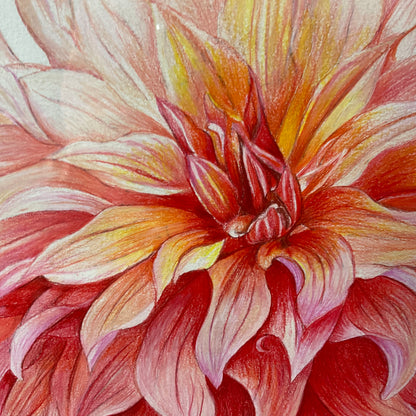 Whispering Dahlia - Color Pencil 20  x 24"